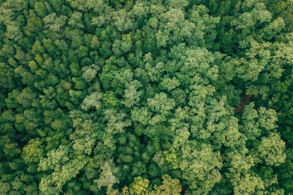 Découvrez Green Nation Votre Banque Écoresponsable et Récompensante